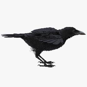 Common Raven Rigged for Cinema 4D 3D model